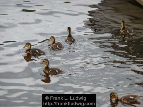 Ducklings on the Garavogue